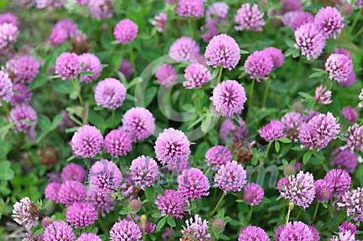 Purple clover flowers