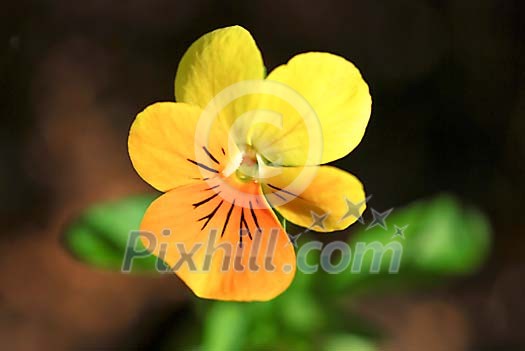 Lonely yellow Violet flower