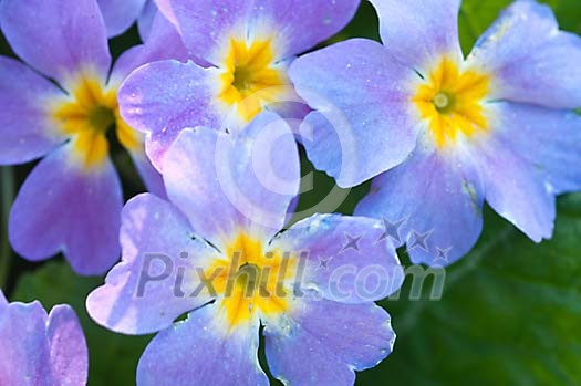 Violet flowers Violet flowers