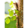 Close-up of birch leaves