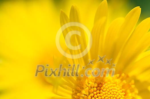 Close-up of yellow sun flower