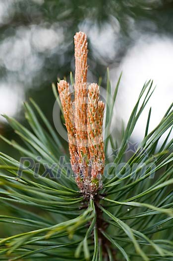 Close-up of pine flowers
