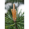 Close-up of pine flowers