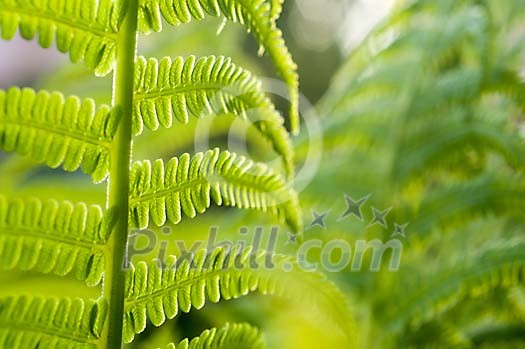 Green Fern Green Fern