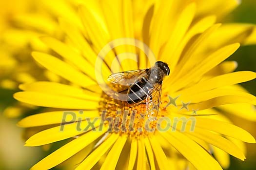 Fly resting on a yellow flower