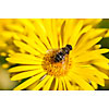 Fly resting on a yellow flower