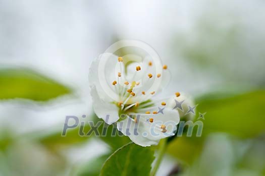 Close up of a plum tree blossoming