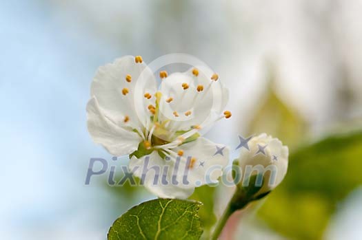Blossoming plum tree Blossoming plum tree