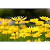 Yellow flowers in the garden