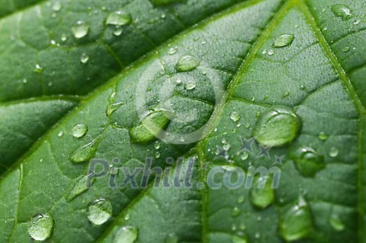 Backgound of a green leaf with waterdrops on it