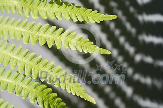 Background of a fern branch making a shadow