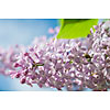 Background of blossoming lilac