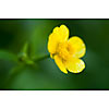 Background of a buttercup