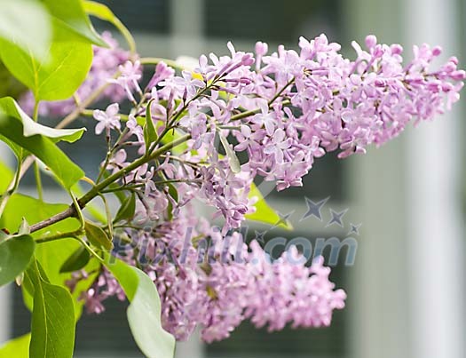 Blossoming lilac in front of the window