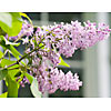 Blossoming lilac in front of the window