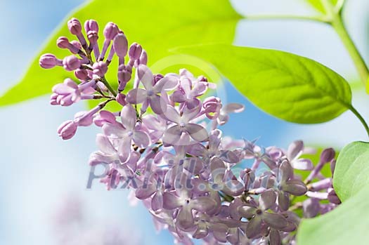 Sun shining on a blossoming lilac