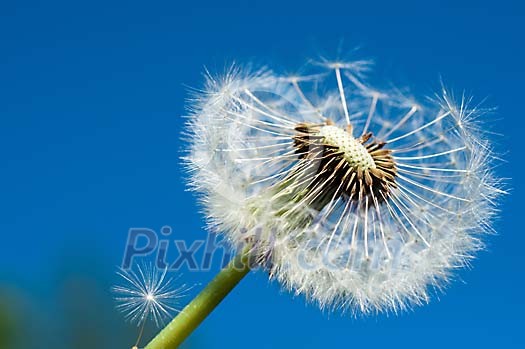 Seeds flying away from the dandelion head