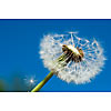 Seeds flying away from the dandelion head