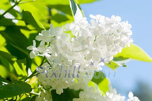 Blossoming white lilac