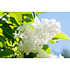 Blossoming white lilac