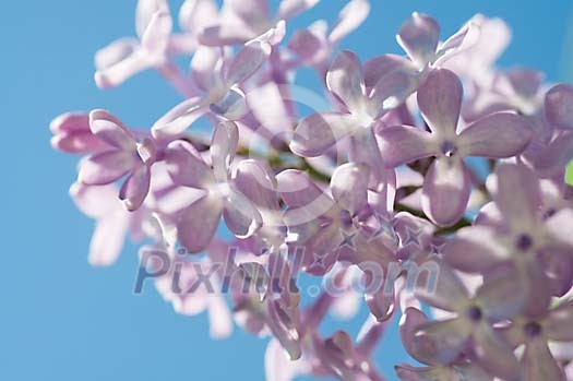 Sun shining on the blossoming lilac Sun shining on the blossoming lilac