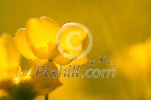 Background of golden buttercups