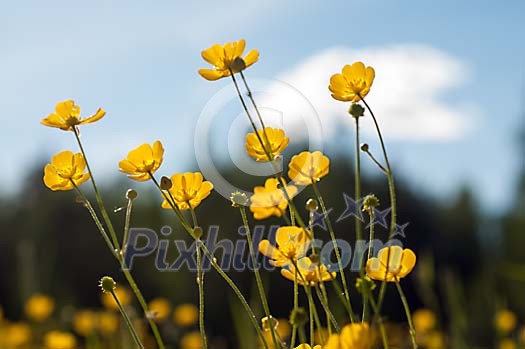 Buttercups blooming on a field