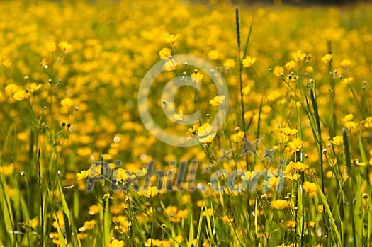 Meadow full of buttercups Meadow full of buttercups