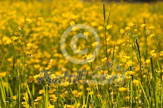 Meadow full of buttercups