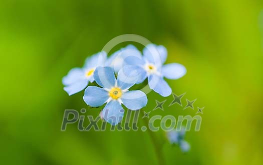Blossoming blue forget-me-not