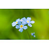 Blossoming blue forget-me-not