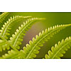 Closeup of a fern leaves