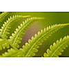 Closeup of a fern leaves