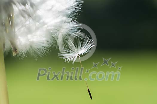 Seed falling off hte dandelion head Seed falling off hte dandelion head