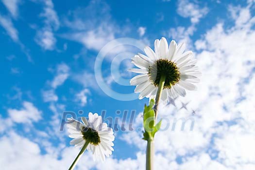 Pair of daisies under the summer sky