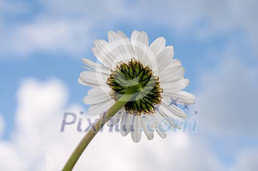 Single daisy on a sky background