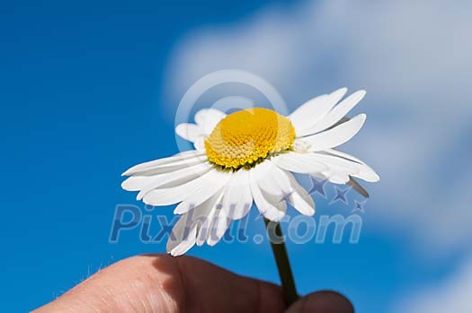 Hand holding a daisy on a sunny day