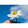 Hand holding a daisy on a sunny day