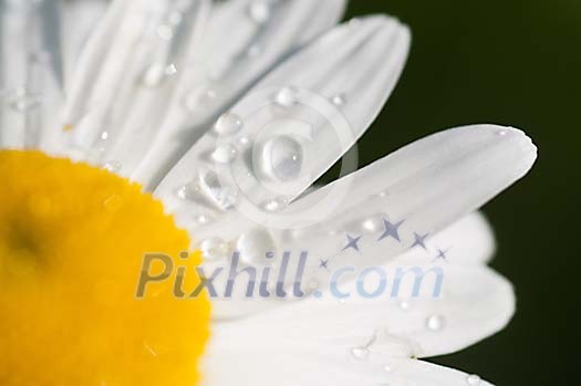Closeup of the waterdrops on a daisy