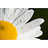 Closeup of the waterdrops on a daisy