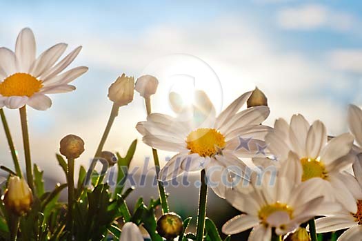 Sunshine over the daisies
