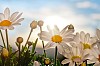 Sunshine over the daisies