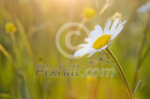 Single daisy at sunset