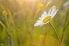 Single daisy at sunset