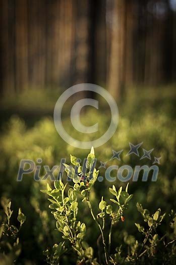 Blueberry plants in the forest