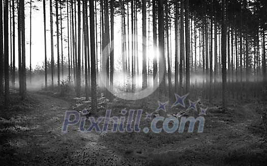 Fog in the forest in the morning Fog in the forest in the morning