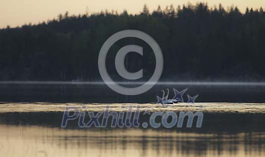 Swan couple swimming on the lake at the sunset