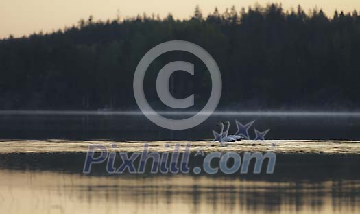 Swan couple swimming on the lake at the sunset Swan couple swimming on the lake at the sunset