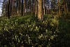 Blueberrie plants in the forest