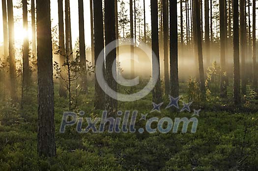 Morning sun in the forest